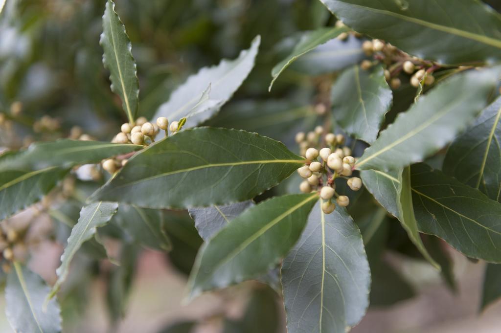 מלון Bay Tree ברודסטיירס מראה חיצוני תמונה